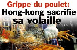 Grippe du Poulet